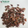 散装春花八角 - 图片 5