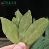 散装干香叶 - 图片 2