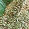 绿康香料：散装优质小茴香 - 甘肃特产 - 图片 4