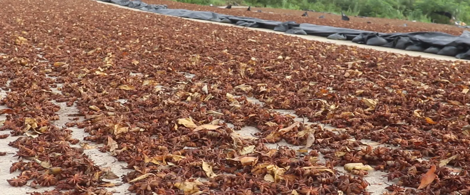 International Certification Standards